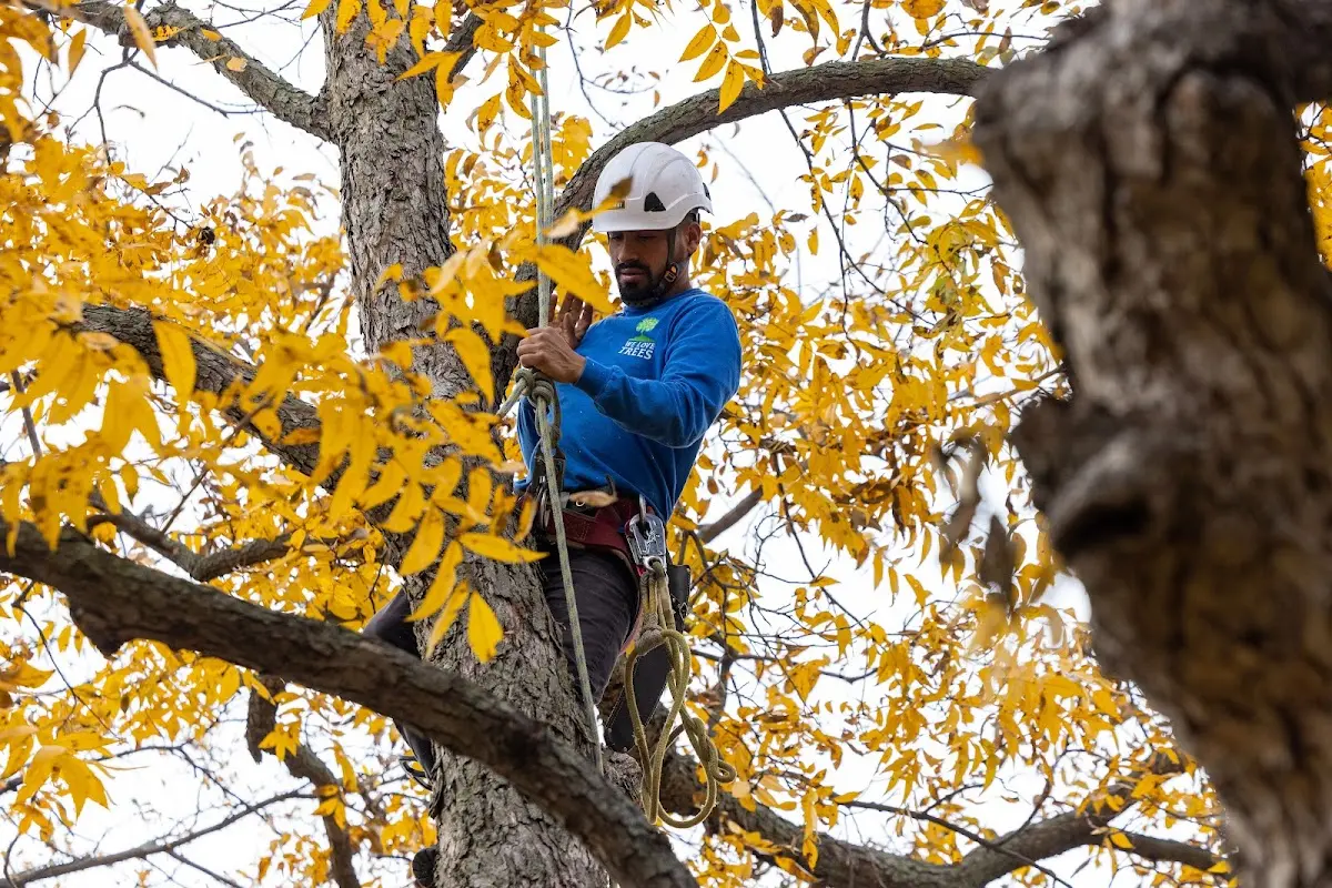 Skilled Tree Pruning crew working in Menomonee Falls